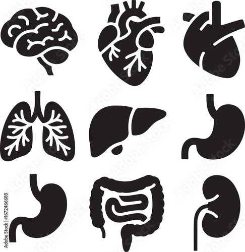 Black and white icons of human internal organs brain heart lungs liver stomach intestines kidney vector