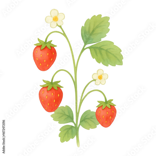 PNG Charming strawberry plant illustration.
