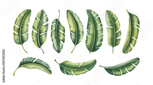 Botanical watercolor banana leaves bundle soft green leaves illustration.