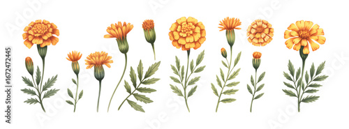 Watercolor marigold bouquet with foliage. Orange and yellow marigold floral clipart, hand drawn watercolor art.