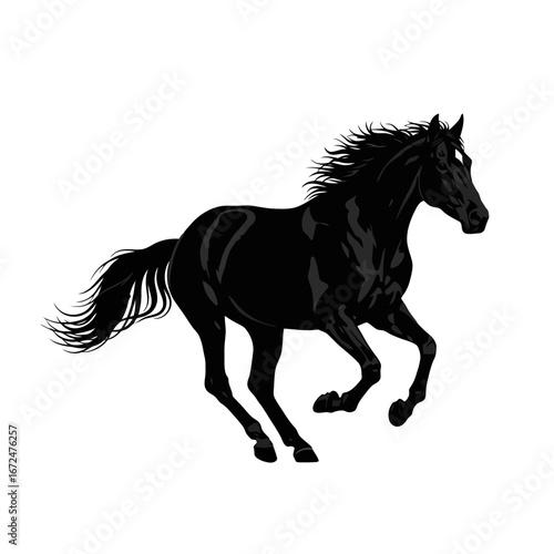 black horse isolated on white