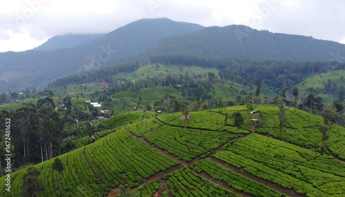 Lush tea plantations on mountain slopes