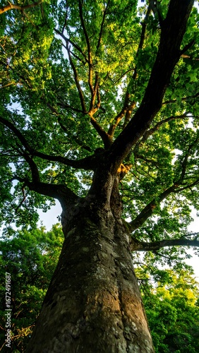 Lush tree canopy viewed from below
