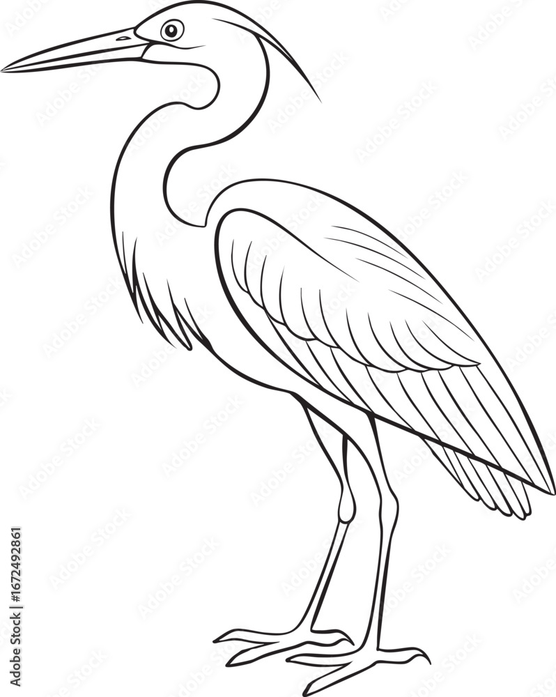 Fototapeta premium Elegant line drawing of a standing heron majestic water bird with long beak and legs detailed sketch
