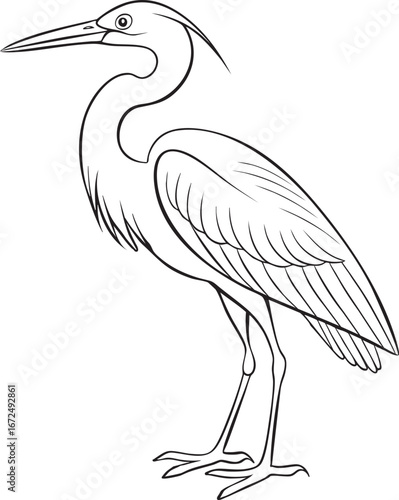 Elegant line drawing of a standing heron majestic water bird with long beak and legs detailed sketch