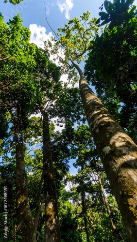 Lush tropical forest canopy