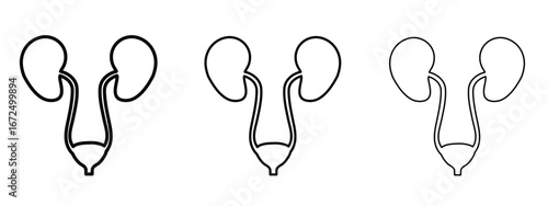 Urology icon in outline stroke style symbol.