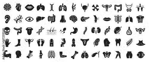 Human body parts and organs vector icon set. Vector pictograms of anatomy, kidney, bladder, pancreas, intestine, thyroid, pelvis, skeleton, joint, hand, mouth, solid flat Silhouette illustration.