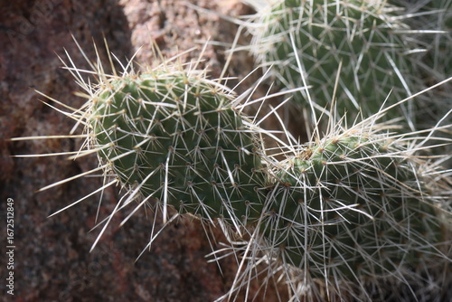 kaktus opuncja Opuntia polyacantha heacockii Chaffee Co Col 2530m Klon von Panayoti