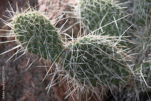 kaktus opuncja Opuntia polyacantha heacockii Chaffee Co Col 2530m Klon von Panayoti