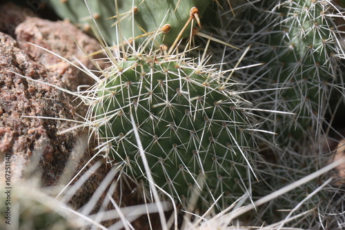 kaktus opuncja Opuntia polyacantha heacockii Chaffee Co Col 2530m Klon von Panayoti