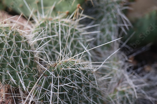 kaktus opuncja Opuntia polyacantha heacockii Chaffee Co Col 2530m Klon von Panayoti