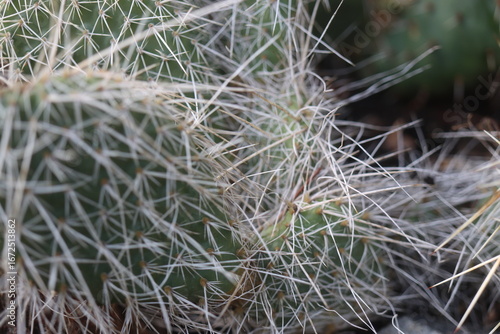 kaktus opuncja Opuntia polyacantha heacockii Chaffee Co Col 2530m Klon von Panayoti