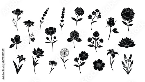 Floral Elegance: A curated collection of botanical illustrations showcases the beauty of various flowers, rendered in a sophisticated monochrome palette, perfect for design applications.