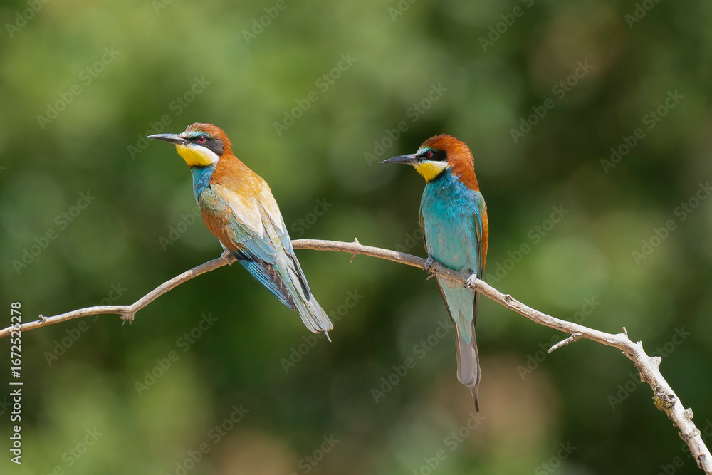 Obraz premium Two European Bee-eaters - Merops apiaster perched on a slender branch. Birds are observing flying insects. Photo from Dobruja in Bulgaria..