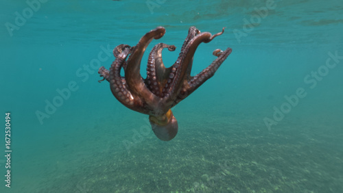 Photos Underwater closeup photo of octopus swimming in tropical exotic bay with turquoi