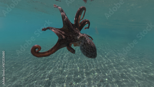Quadro em tela Underwater closeup photo of octopus swimming in tropical exotic bay with turquoi
