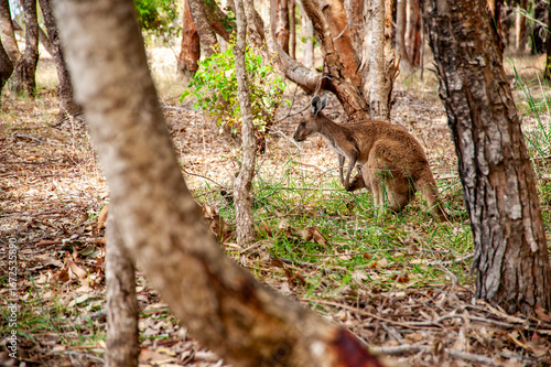 Kangaroo with joey in the pouch standing near a tree in the Australian bushland