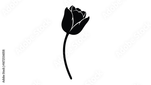 Elegant Tulip Silhouette: A solitary, black tulip, meticulously rendered in a graceful silhouette, standing on its slender stem in stark contrast.