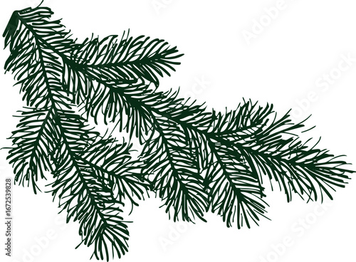 An illustration of a pine branch