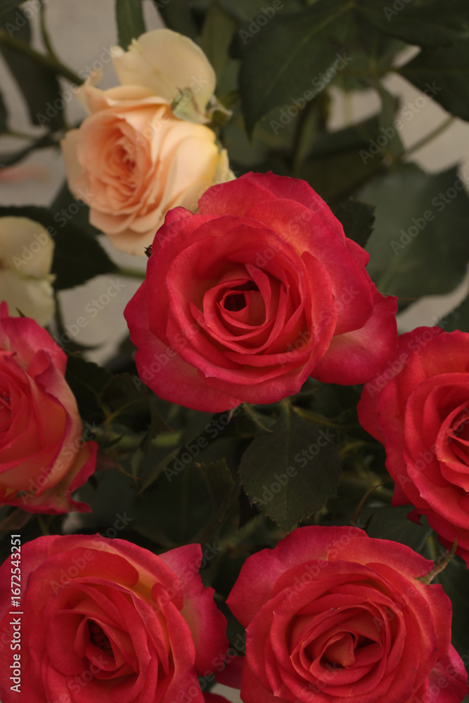 Obraz premium Red Rose Flower bouquet, green leaf foliage. Natural background.