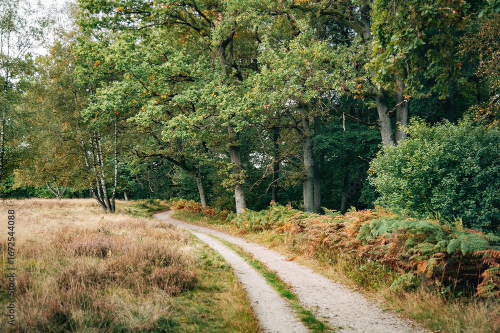 Fototapeta premium Lüneburg Heath in Summer