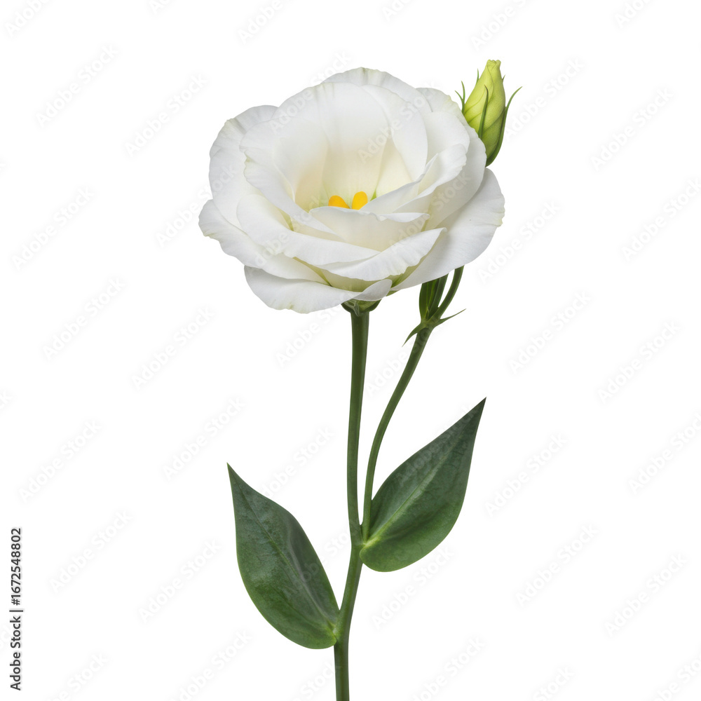 Obraz premium Single white eustoma flower isolated on white background, delicate soft petals, elegant minimal botanical presentation.