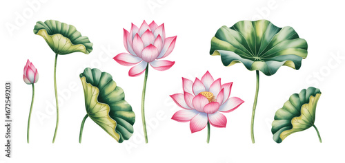 Watercolor lotus blossoms and green leaves. Pink lotus flowers with delicate leaves illustrated in watercolor tones.
