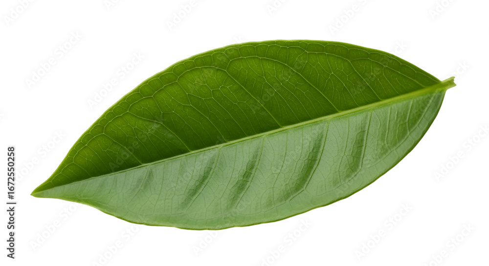 Fototapeta premium Leaf PNG Single Isolated on White Background