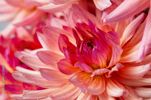 Detailed Macro of a Pink Dahlia's Petal and Center