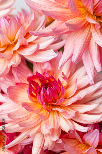 Detailed Macro of a Pink Dahlia's Petal and Center