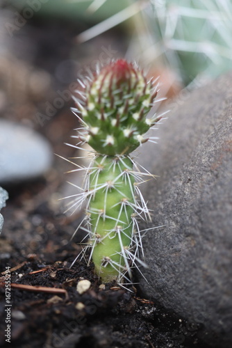 Opuntia polyacantha heacockii Chaffee Co Col 2530m Klon von Panayoti