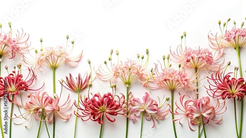 A stunning arrangement of pink and red spider lily flowers on white background