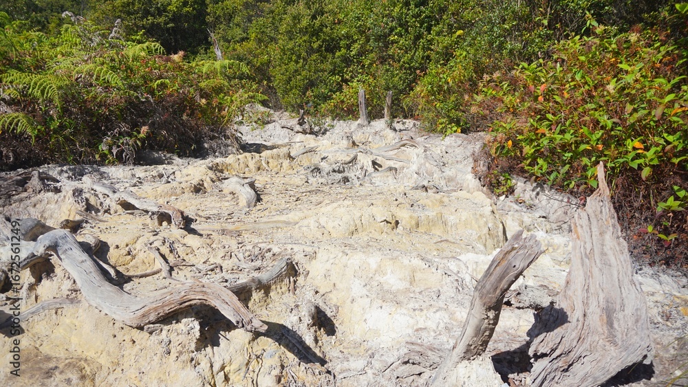 Fototapeta premium The volcanic natural scenery of the Dead Forest, a famous tourist attraction on Mount Papandayan, West Java