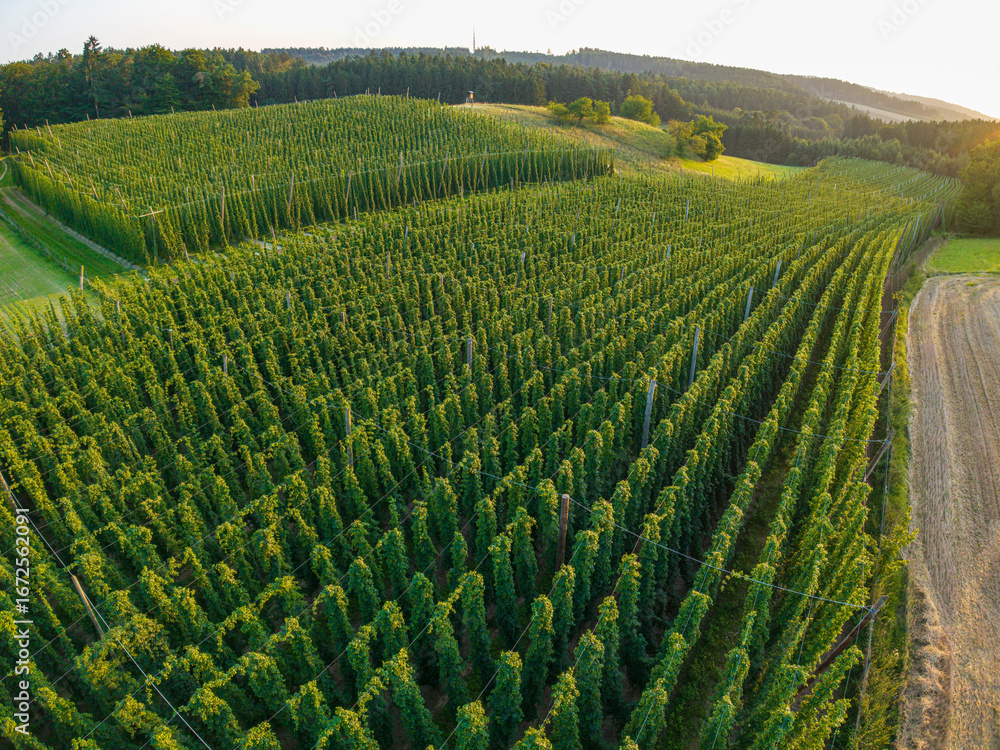 Fototapeta premium Fly with me along green and juicy hops fields at the Bavarian Hallertau region before harvest phase to have a key element to brew beer