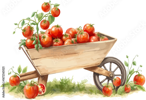Wheelbarrow full of tomatoes vector illustration.