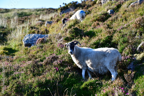 Sheeps in Comeragh Mountains, County Waterford, Ireland
