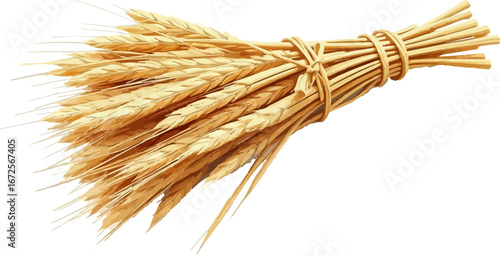 Watercolor vector illustration an ear of wheat.