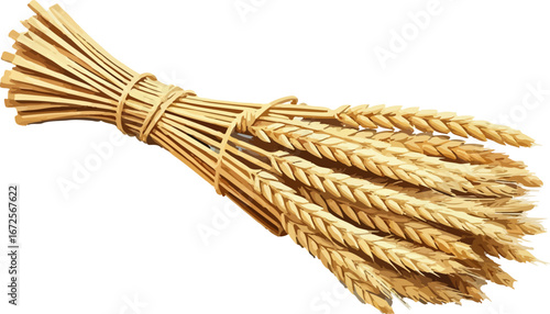 Watercolor vector illustration an ear of wheat.