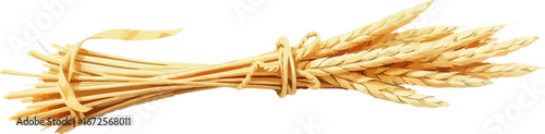 Watercolor vector illustration an ear of wheat.