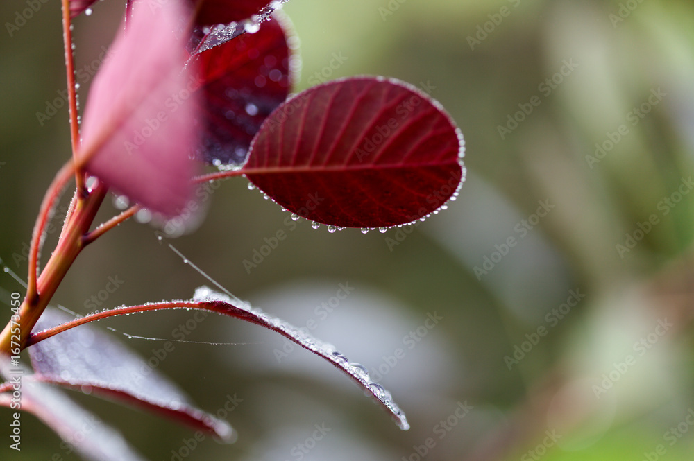 Fototapeta premium Cotinus, the smoketree, dark red leaves with morning dew, natural macro floral background
