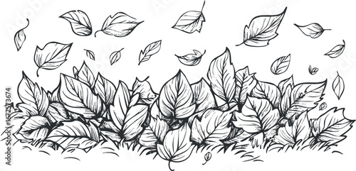 Hand drawn black and white sketch of autumn leaves falling and scattered on ground