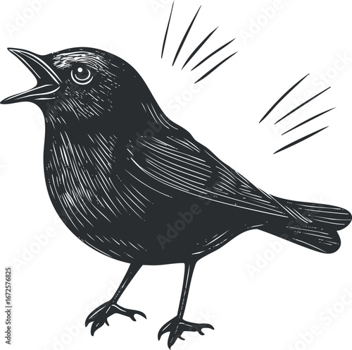 Blackbird singing with open beak illustrated in detailed black and white drawing