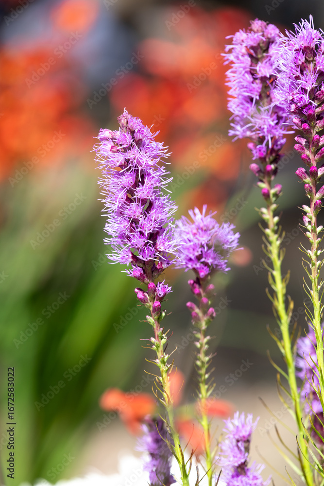 Obraz premium Close up of dense blazing star (liatris spicata) flowers in bloom