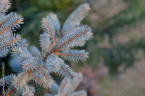 Picea pungens , blue spruce conifer tree branches against natural blurred garden background. Growing conifer trees concept . Free copy space.