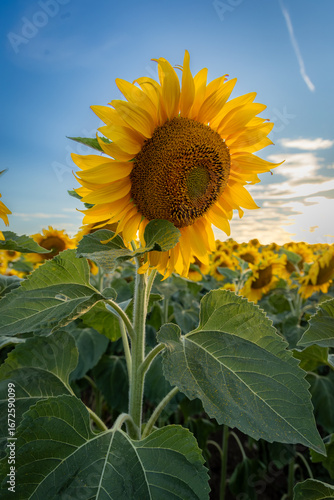sunflower of blue sky