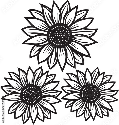 Elegant Black and White Sunflowers