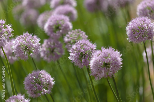 Flowering Chives,  Allium schoenoprasum, natural macro floral background