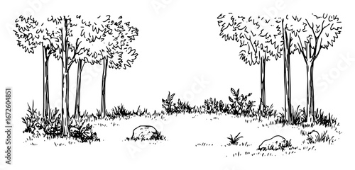 forest clearing with trees and grass minimal line landscape