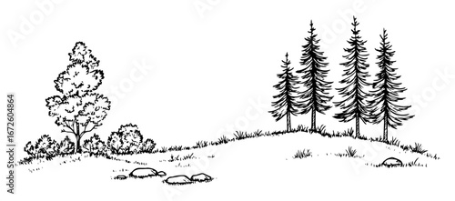 trees and meadow with rocks in minimal forest landscape